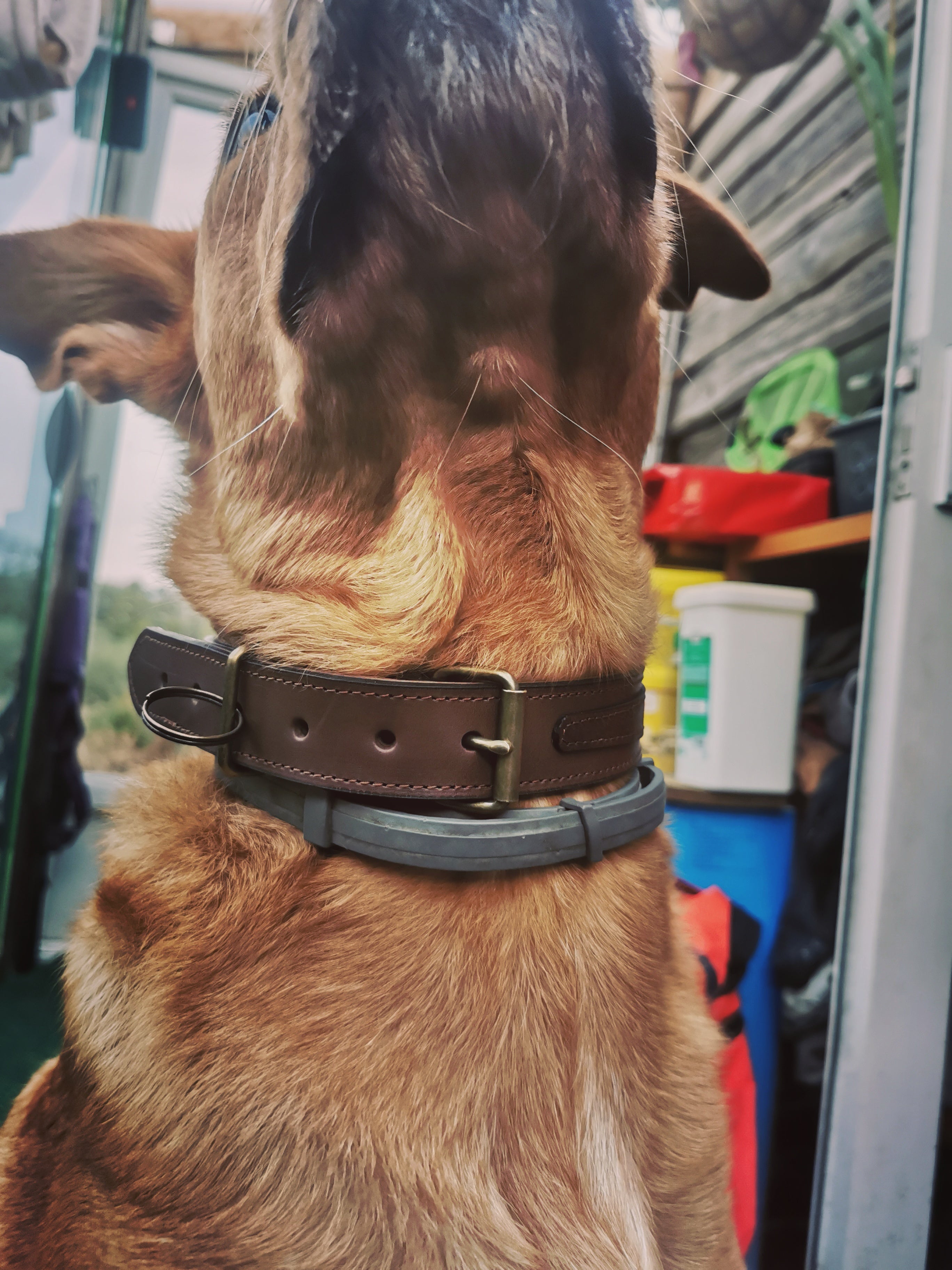 Fleur d’Orage Collier pour chien cuir vachette grand chien